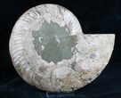Split Ammonite Half - Agatized Chambers #7574-2
